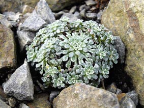 Saxifraga cochlearis 'Minor'